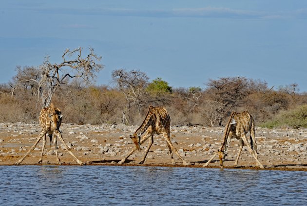 Giraffen bij waterhole   Etosha NP Namibië