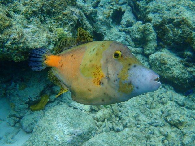 Nieuwsgierige Filefish