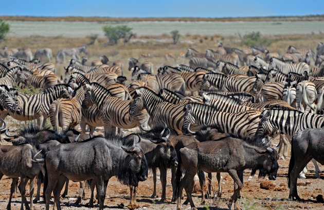 Zebra en Wildebeest kuddes bij waterpunt in Etosha NP