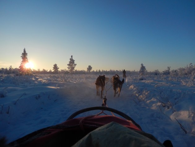 Mushing in Lapland