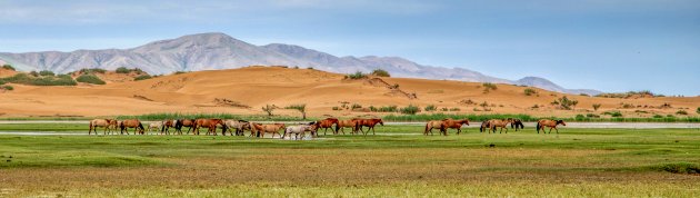 Mongoolse paarden