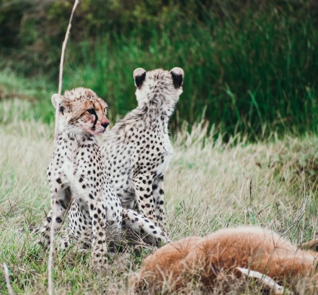 Cheetah Cubs and their prey
