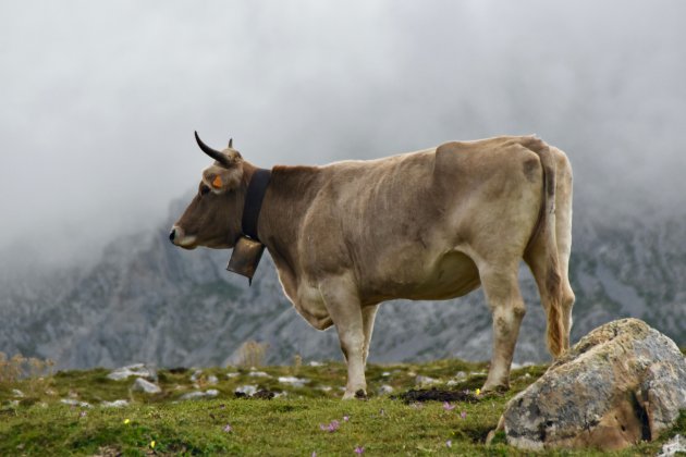 Bellende koe