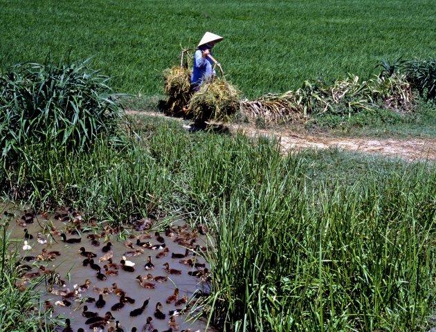 Eenden in rijstveld Vietnam