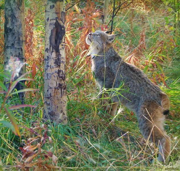 Lynx op jacht
