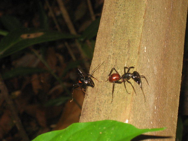 Mieren in de bossen van Borneo