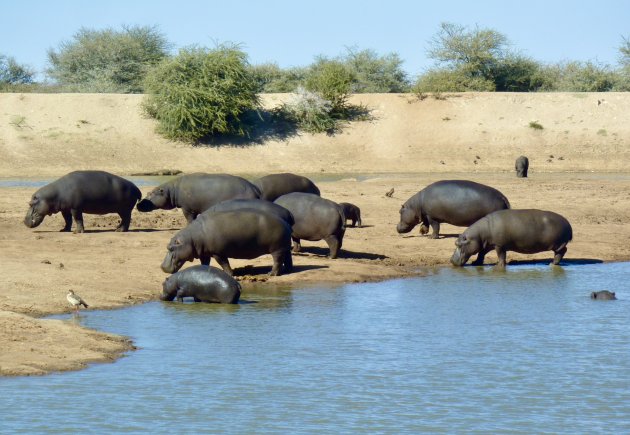 Nijlpaarden in Erindi