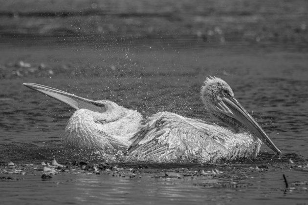 pelikanen in zwart wit.