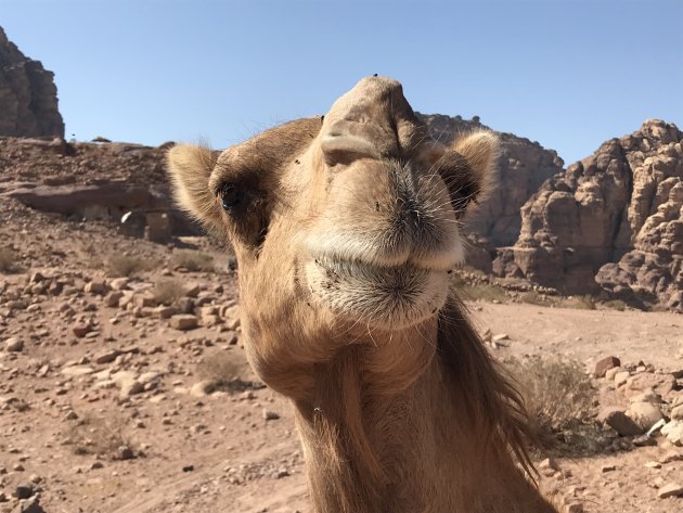 Op avontuur in Petra