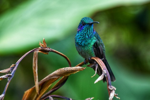 Kleurrijke kolibries