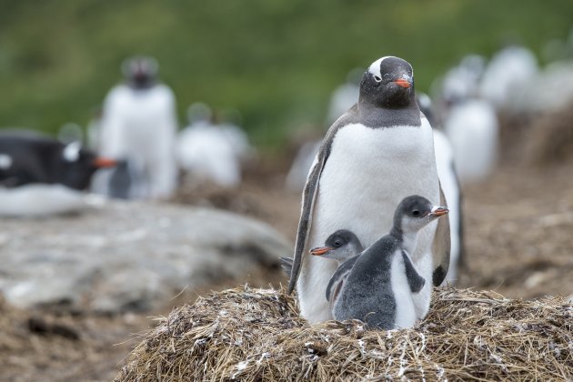 Wereld pinguin dag!