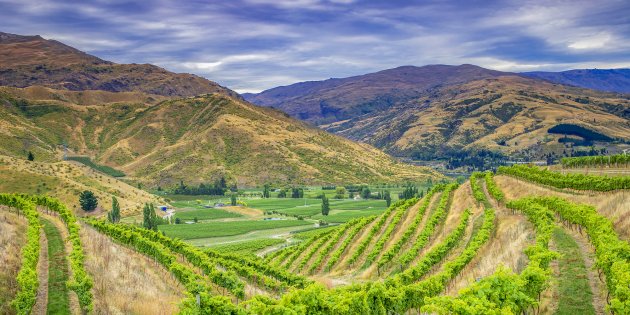 Nieuw Zeelandse wijnen