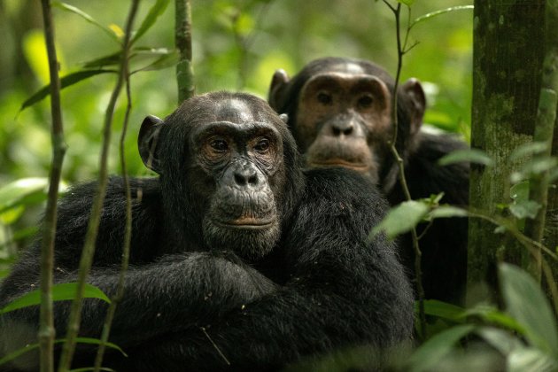 Oeganda Kibale Forest National Park