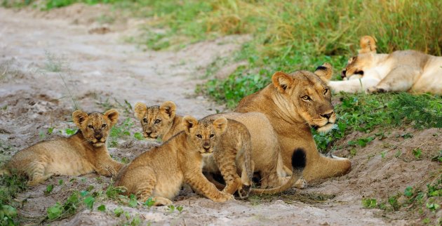 leeuwenfamilie