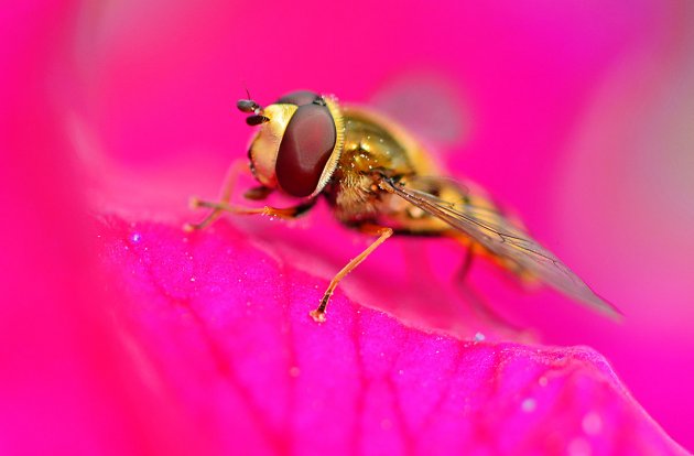 Zweefvliegje op een rose bloem