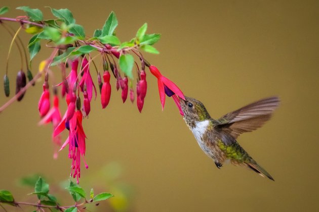 Hongerige kolibrie