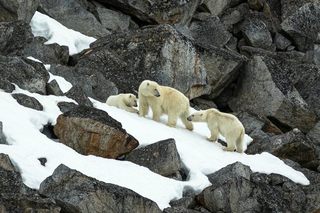 Spitsbergen IJsberen