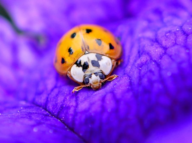 Lieveheersbeestje op een paarse bloem