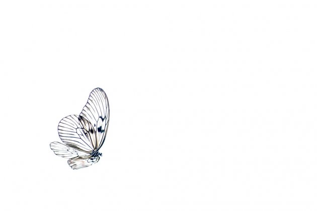 vlindertuin