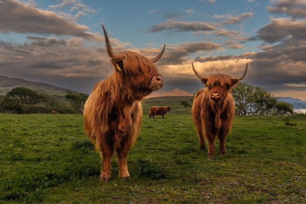 Nieuwsgierige Schotse hooglanders