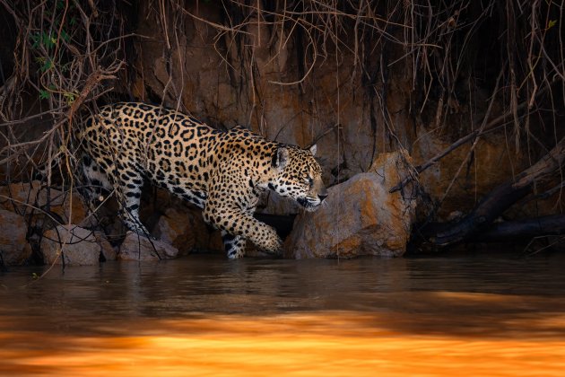 Jaguar langs de rivier