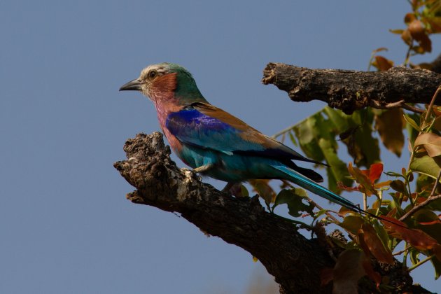 Lilac Breasted roller