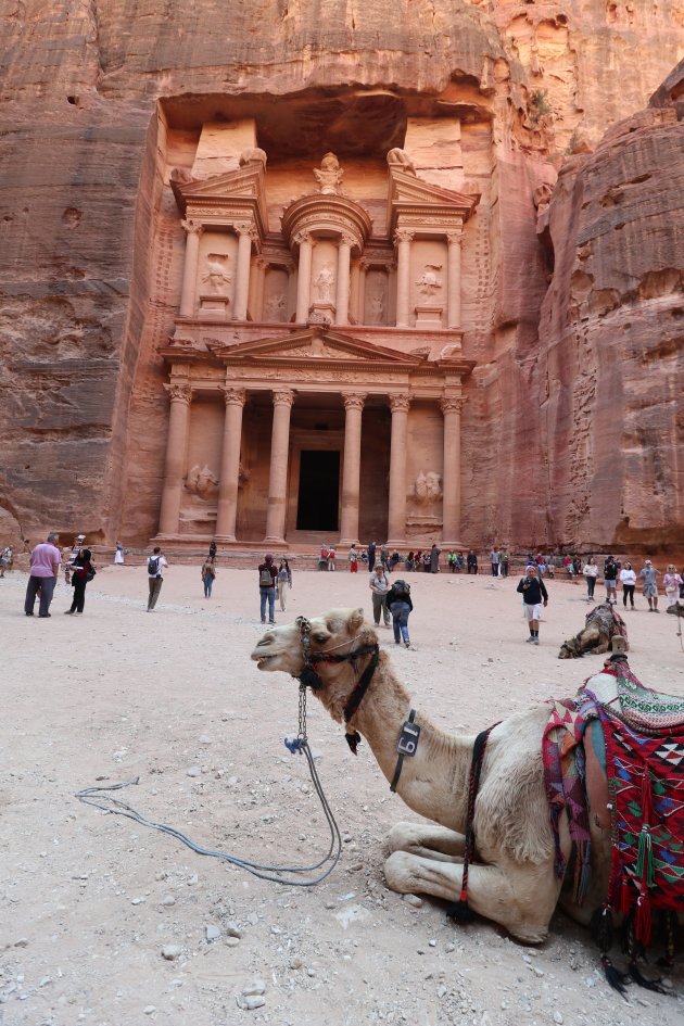 Een kameel rust voor het schatkistgebouw in Petra