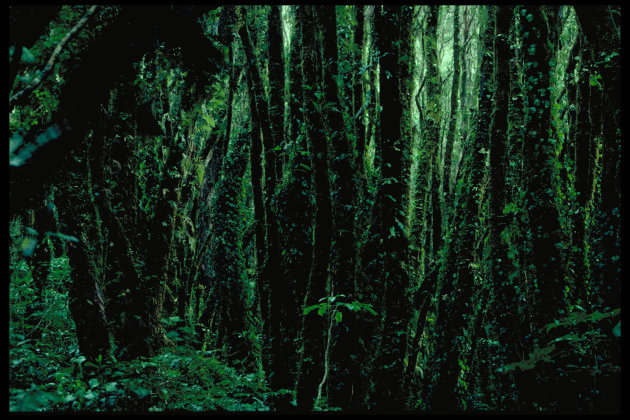 Tropisch regenwoud bij de Franz Josef Gletjser