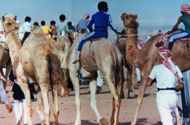 'kamelenrace'