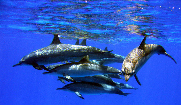 dolfijnen spiegeling