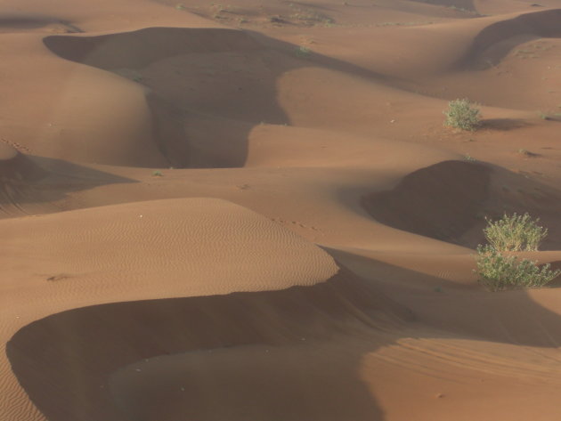Woestijn 
