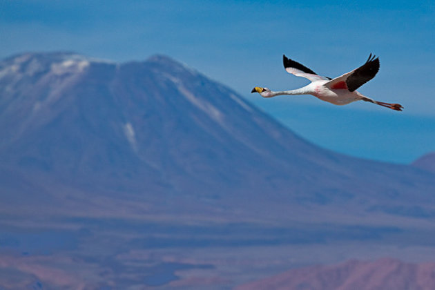 flamingo, Salar de Atacama