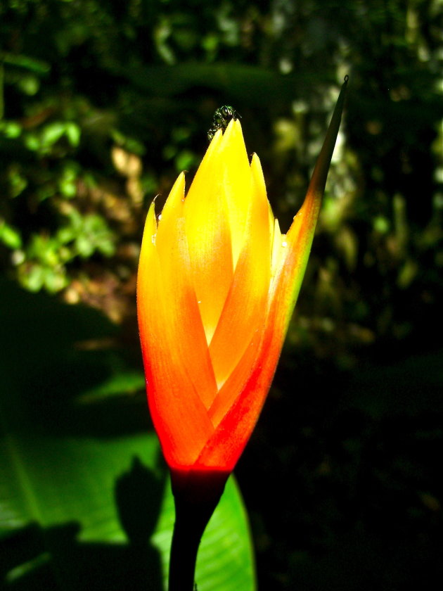 Jungle flower