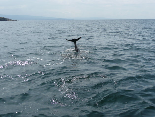 cape breton walvis
