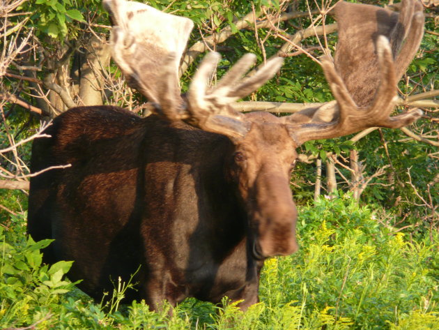 moose cape breton canada
