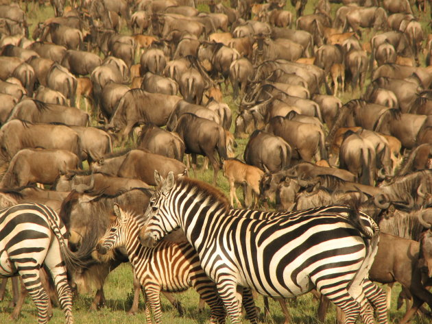Zebrafamilie midden tussen de gnoes