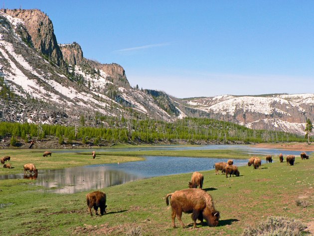 Kudde bizons op grazige vlakten in Yellowstone
