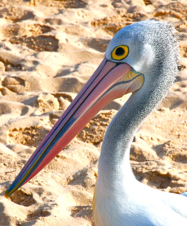 pelikaan op het strand