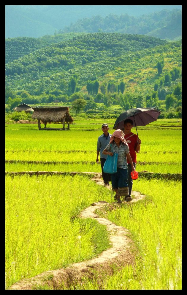 Rijstvelden van Laos