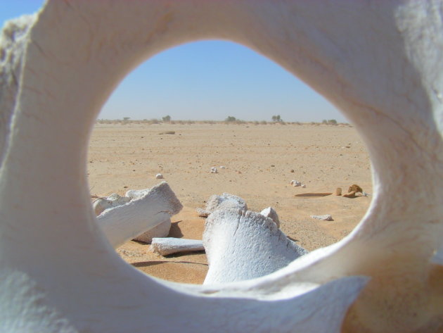 De sahara, gezien door een kamelenskelet