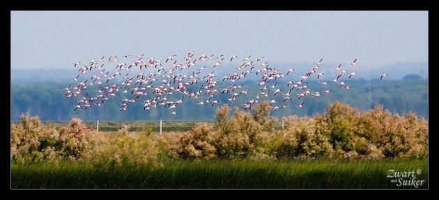 Flamingo's