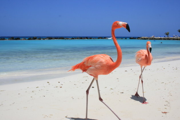 Flamingo's op privé-eiland van hotel Renaissance