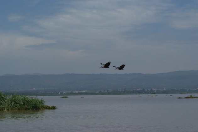Twee Ibissen boven Lake Victoria