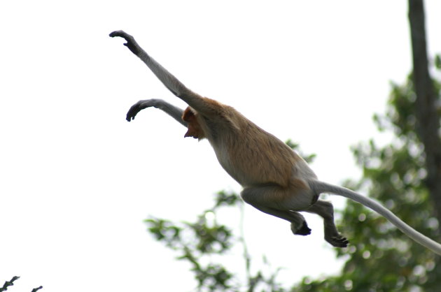 springende probiscus monkey