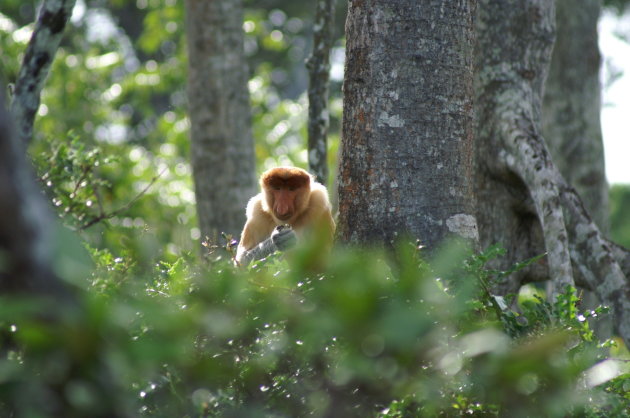 Probiscus monkey in de mangrove  