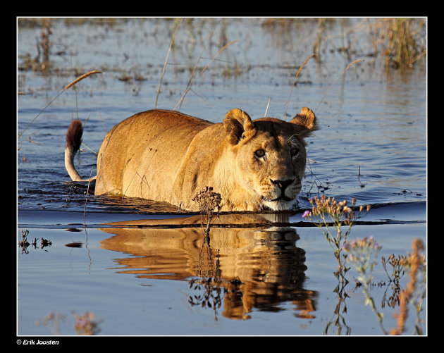 Alle leeuwtjes zwemmen in het water