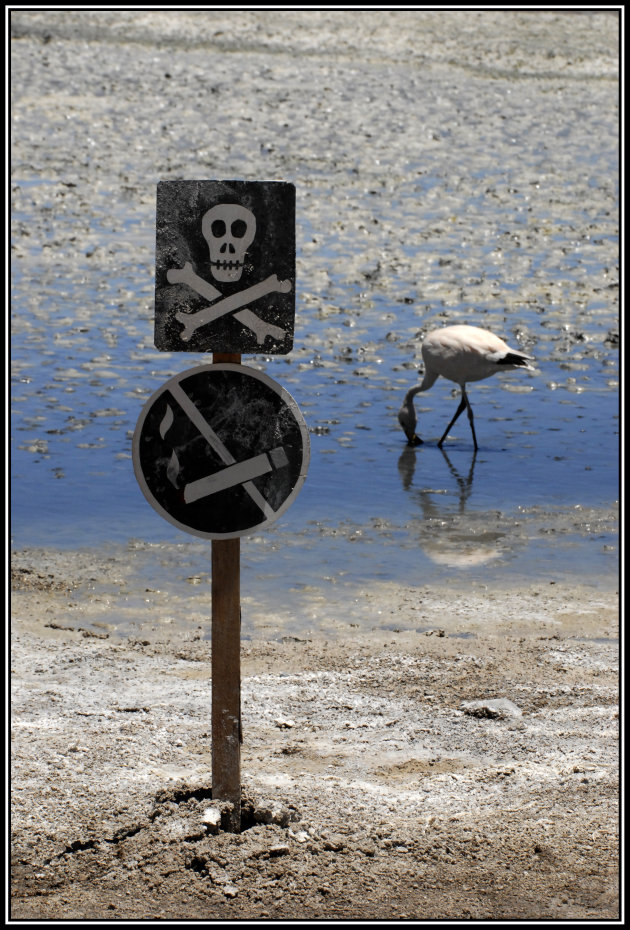 Giftige dorst - flamingo bij lagune
