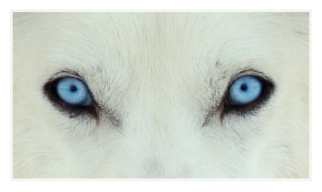 De ogen van de husky