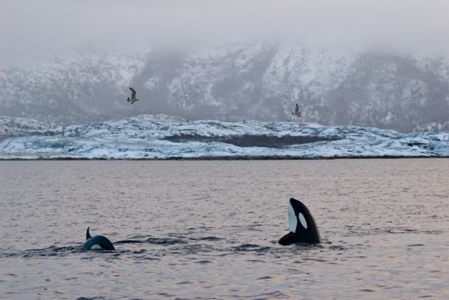 Orka in de winter in Tysfjord