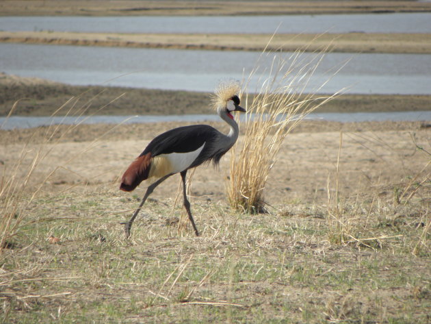 Grijze Kroonkraanvogel in South Luangwa National Park